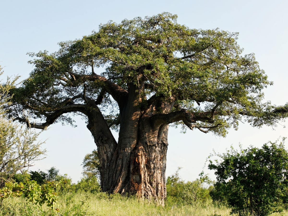 African Grassland Trees