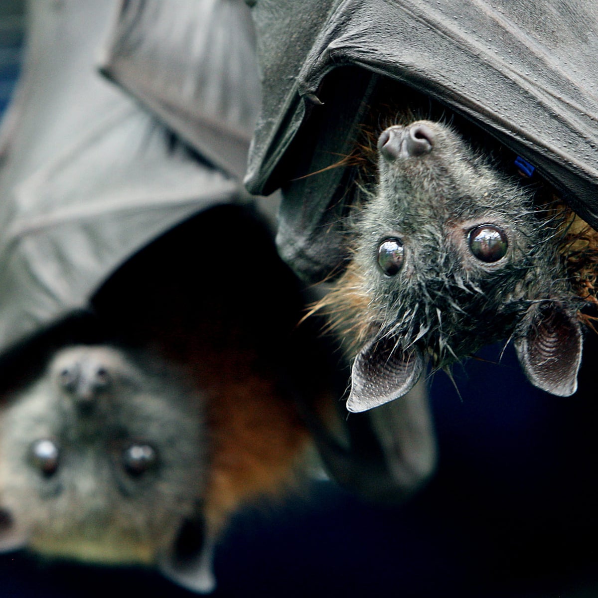 Bats are worth $ to US agriculture | Guardian sustainable business |  The Guardian