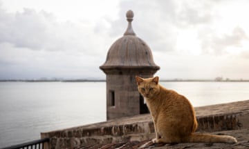 Orange cat sits perched on roof with water in the background