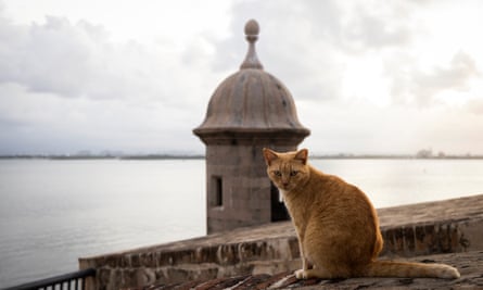 An orange cat sits on a wall overlooking a tower and the water in Old San Juan, Puerto Rico