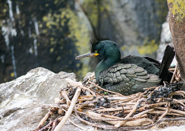 ‘It was desolation’: why did 700 shags disappear from an island overnight?