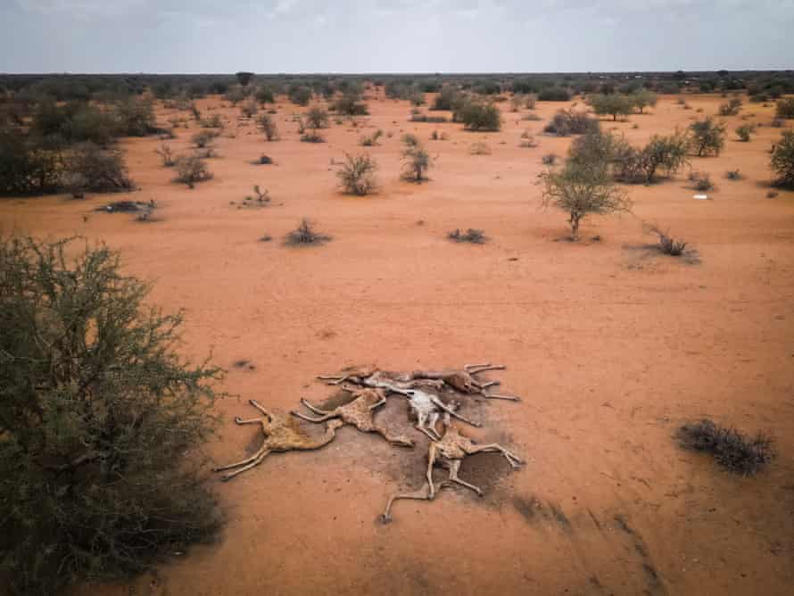 An aerial photo of the bodies of six giraffes in a desert landscape dotted with thorny trees