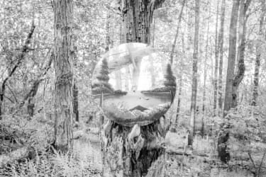 A round mirror on a tree refecting the woods near the watering hole