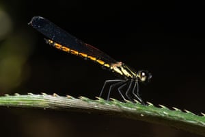 A damselfly insect on a leaf