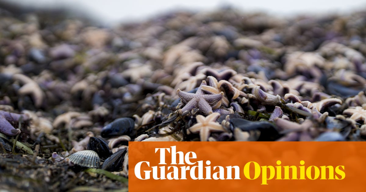 What happens when millions – or billions – of sea animals die on one day?