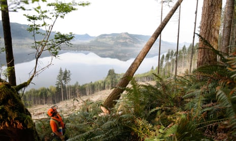 A logger cuts down a tree with a chainsaw on Vancouver Island, British Columbia, Canada.B906D3 A logger cuts down a tree with a chainsaw on Vancouver Island, British Columbia, Canada.