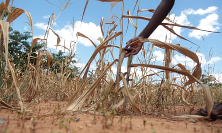A maize crop devastated by drought, days before the Cyclone hit, in Mutoko