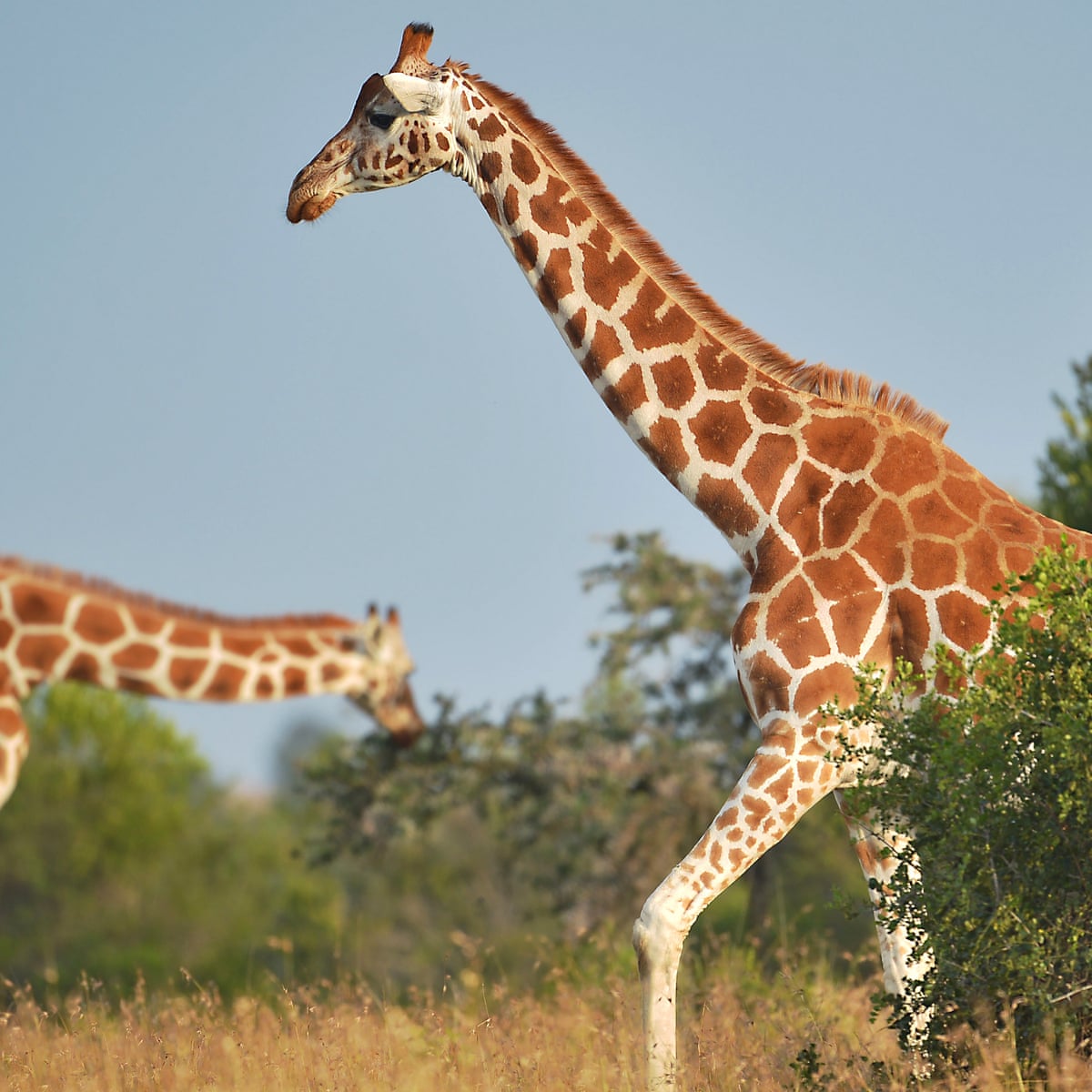 Giraffes facing extinction after devastating decline, experts warn |  Wildlife | The Guardian