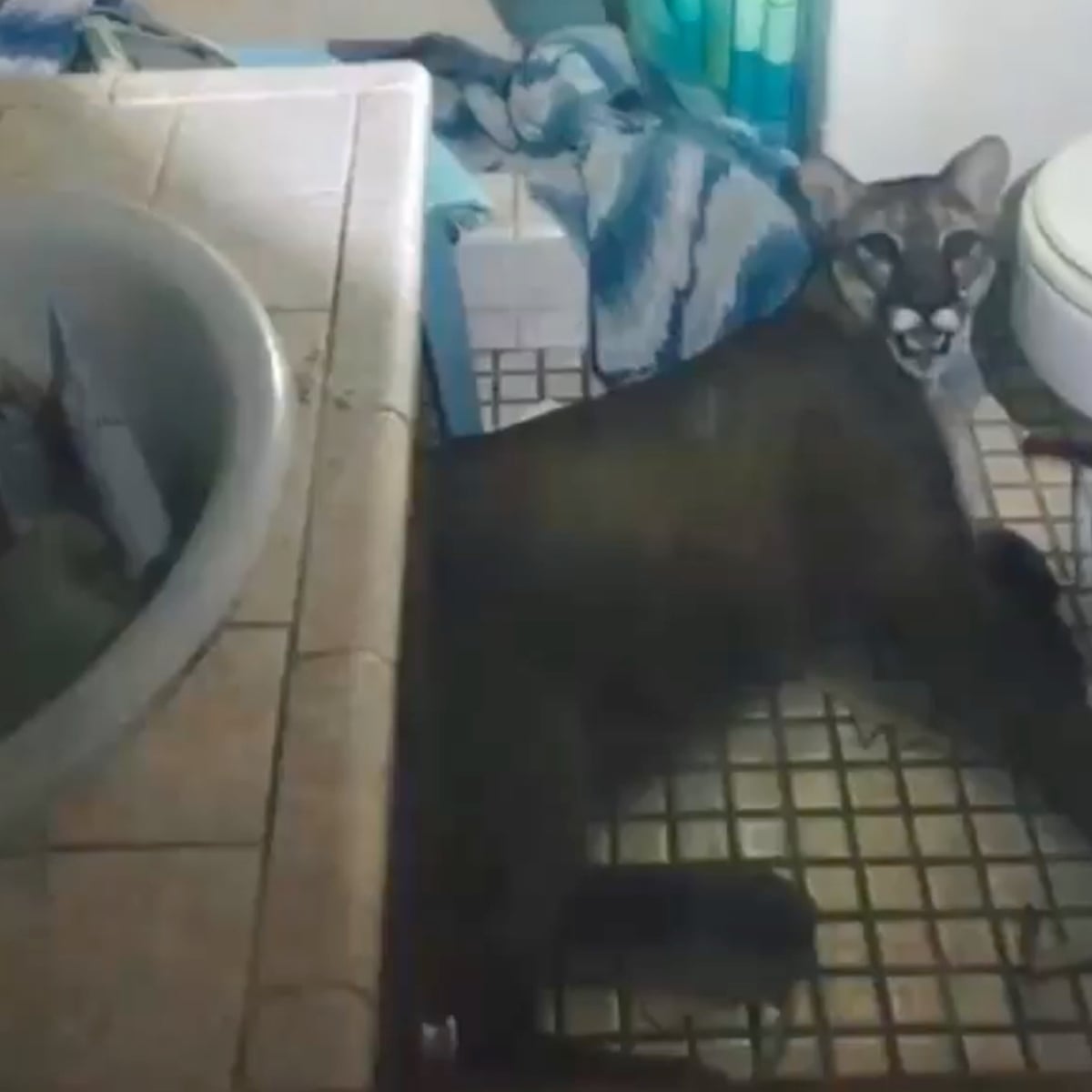 California Family Find Mountain Lion Lounging In Their Bathroom Us News The Guardian California Family Find Mountain Lion Lounging In Their Bathroom Us News The Guardian