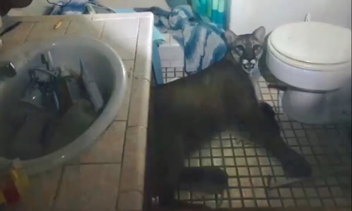 California Family Find Mountain Lion Lounging In Their Bathroom