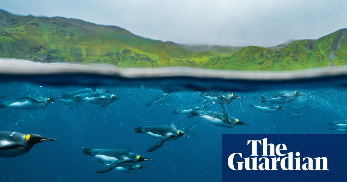 The 2026 BirdLife Australia photography awards – in pictures