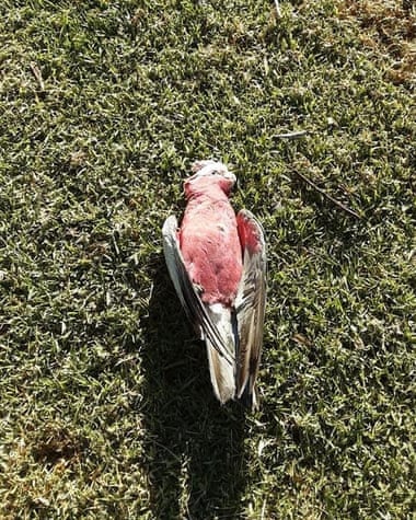 Mouse plague poison kills dozens of birds in New South Wales CSIRO’s Steve Henry says ‘birds start falling out of the sky’ because people ‘either use the bait in a way that’s not described on the label, or people make up their own baits’. Photograph: Kelly Lacey