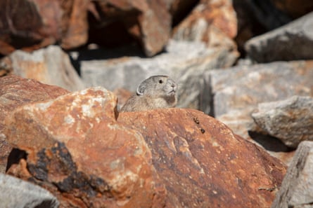 pika sits on a rock in Yosemite National Park