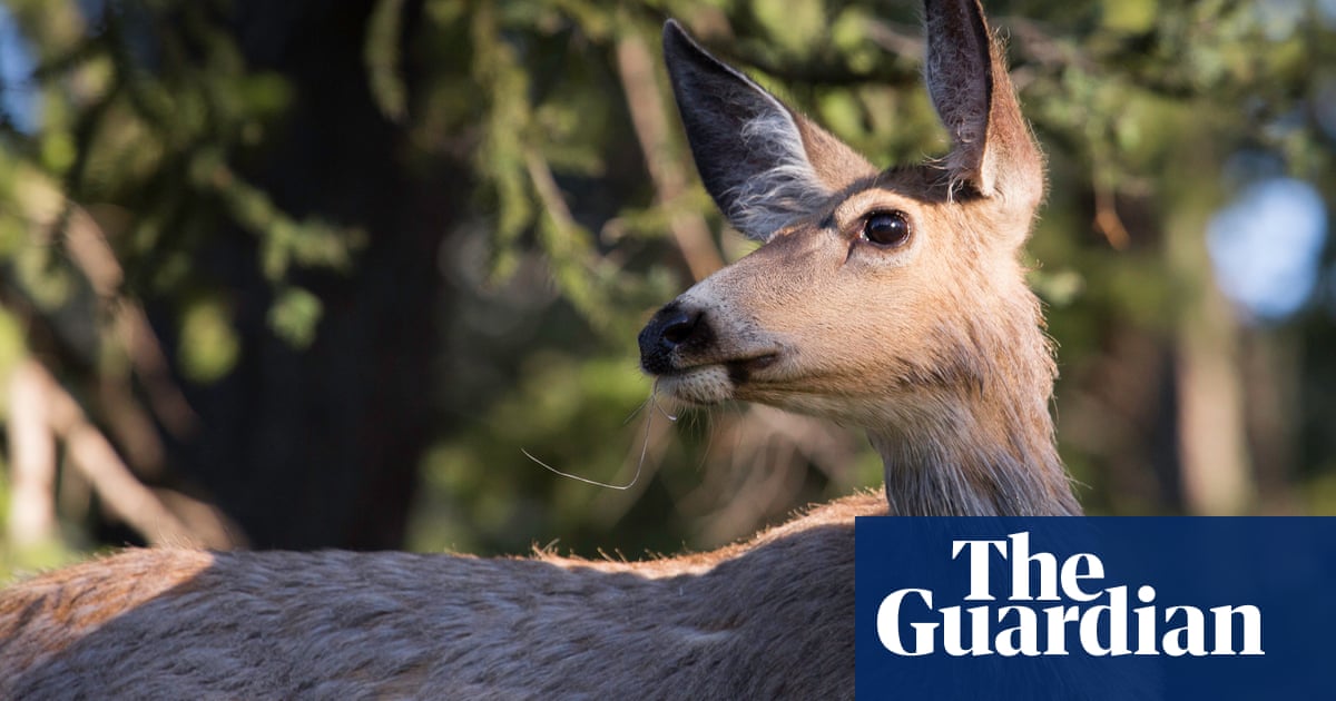www.theguardian.com