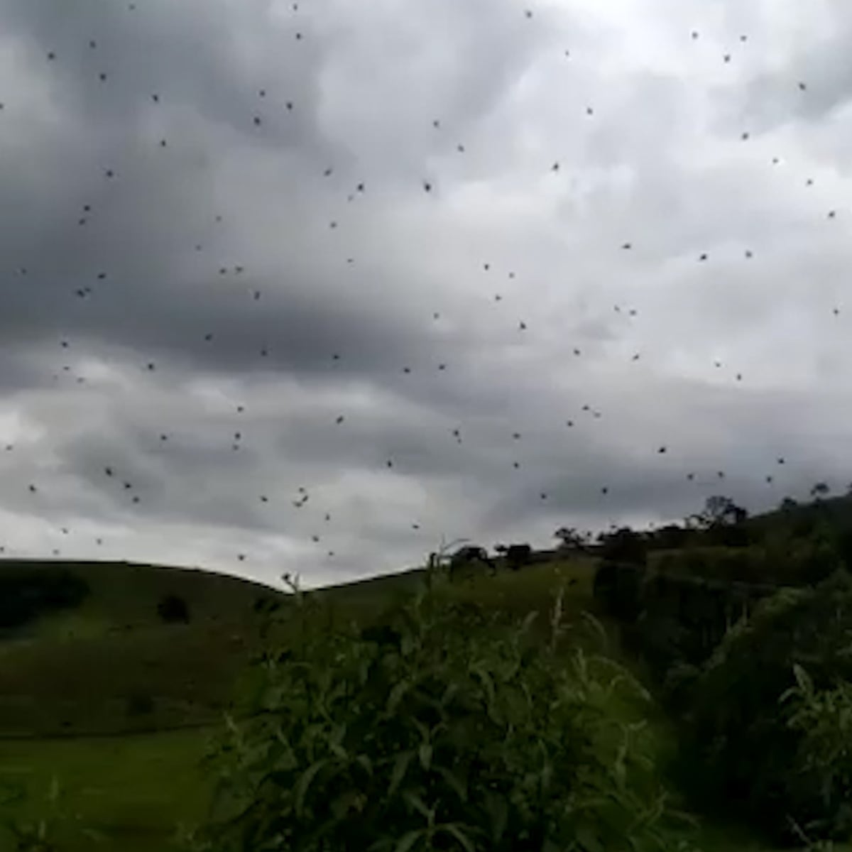 Raining Spiders Airborne Arachnids Appear Over South East Brazil World News The Guardian