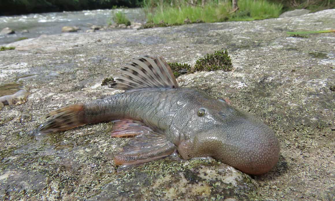 A ‘blob-headed’ fish on the rocks