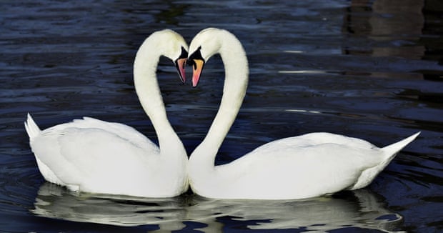 Swans forming a loveheart with their necks