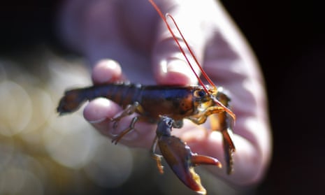 Baby lobsters will soon struggle to survive climate change, says a study published this month in the journal ICES Journal of Marine Science. The study could serve as a wake-up call that the lobster fishery faces a looming climate crisis.