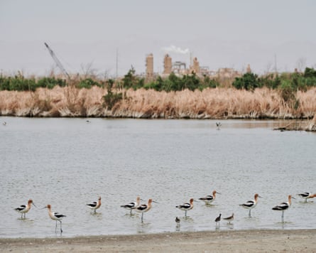 Wetlands still active with wildlife, as the Salton Sea has receded, in Imperial Valley, California.