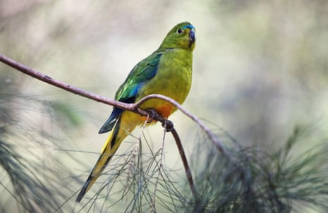 Orange-bellied parrot