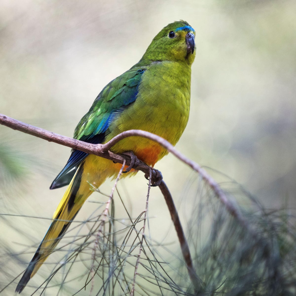 Six Australian Birds You May Never Have Heard Of And May Not Be Heard From Again Sean Dooley The Guardian Six Australian Birds You May Never Have Heard Of And May Not Be Heard From Again Sean Dooley The Guardian