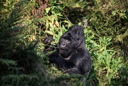 A mountain gorilla eating foliage in the jungle
