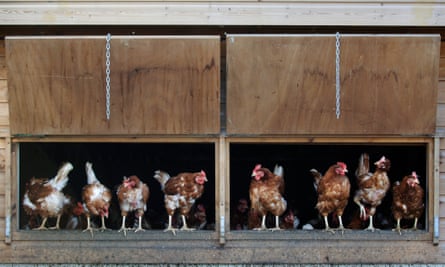 Under the scheme, one farmer heated an empty chicken shed, anticipating to make £1m over 20 years, the inquiry heard.