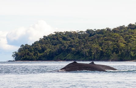 The backs of two whales breaking the water