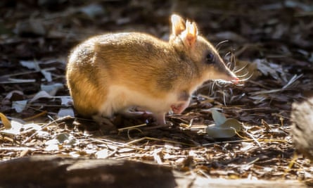 The eastbound barred bandicoot was reclassified from ‘extinct successful the wild’ to ‘endangered’ aft a decades-long breeding program.