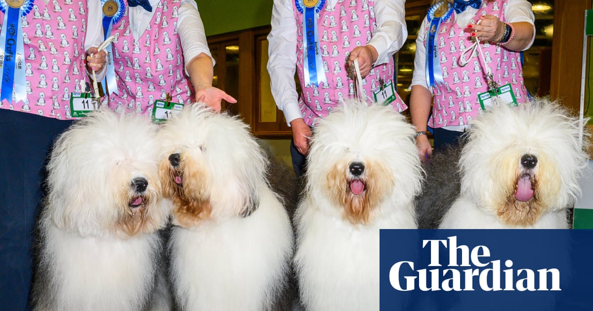 Crufts – the musical! Cat fan writes tribute to top dog show