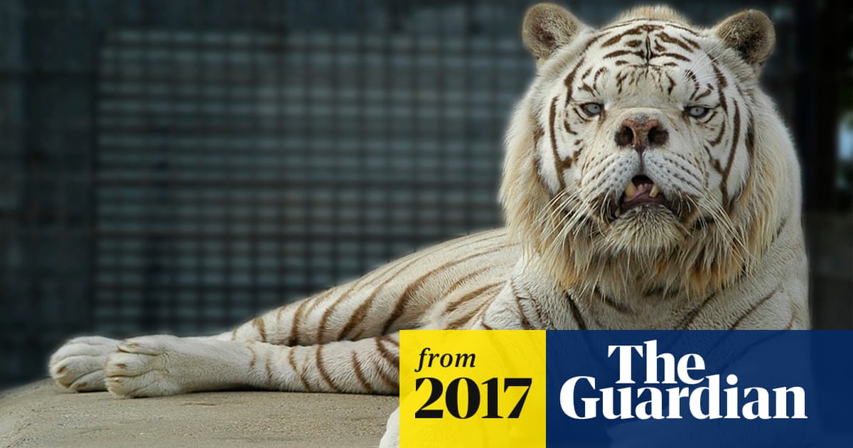Is Breeding Big Cats Illegal: Shocking Truths Revealed