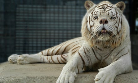 Ligers And Tigons Activists Aim To Outlaw Inhumane Breeding Of