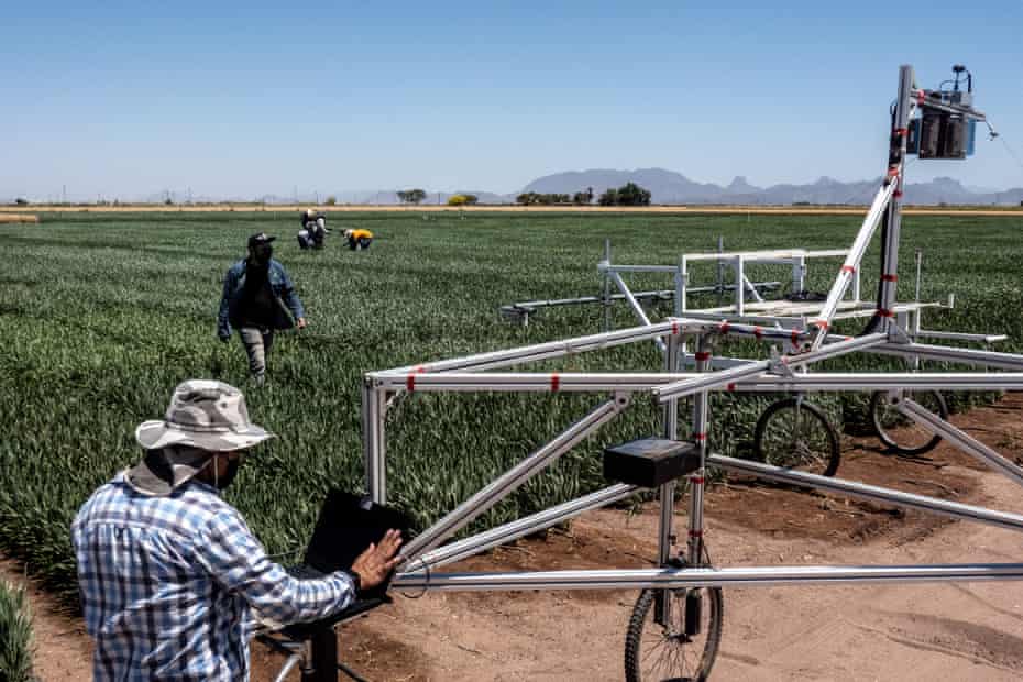 Engineer Ivan Perez, left of the photo, setting up a laser system to take 3D images that measure plant structure, biomass and nitrogen content.