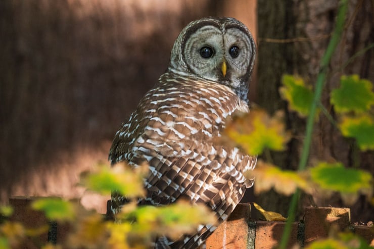 Senate declines to halt plan to kill off half-million barred owls by Fish and Wildlife Service Senate declines to halt plan to kill off half-million barred owls by Fish and Wildlife Service