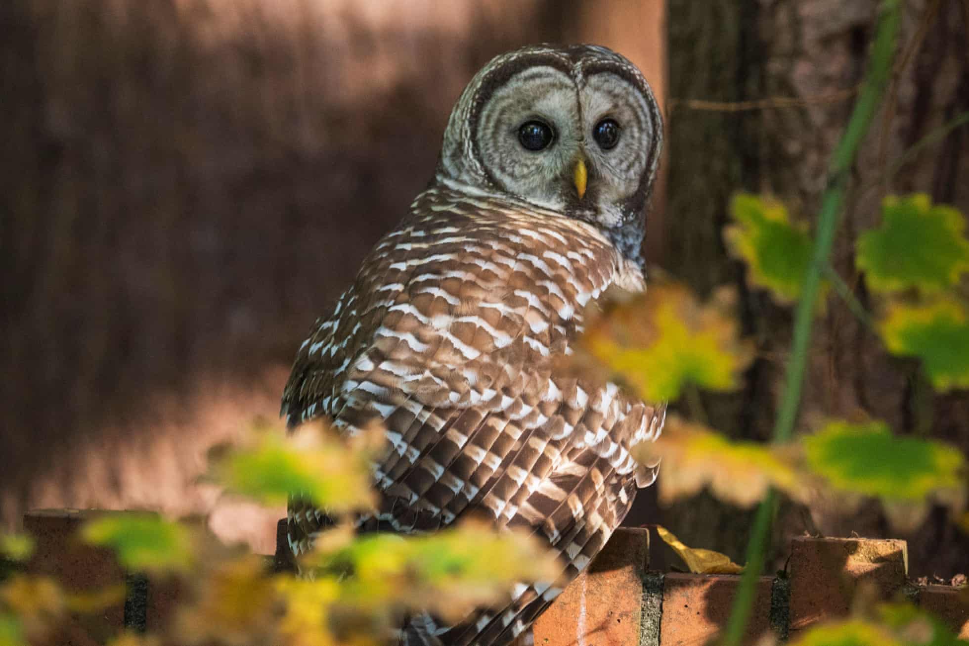 Barred Owl