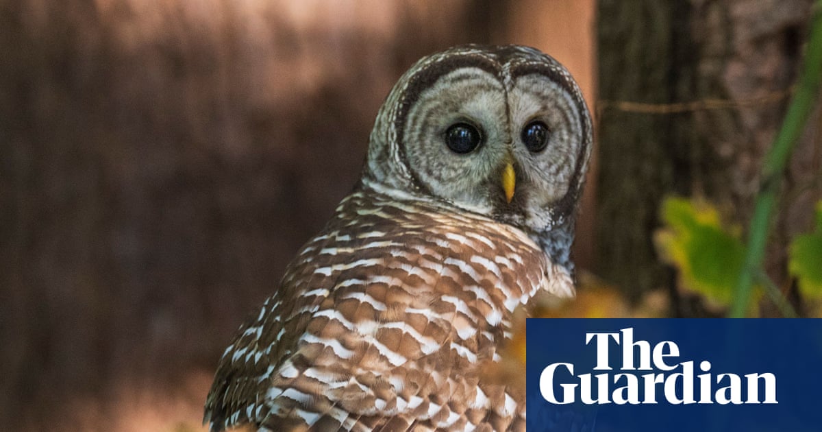Senate declines to halt plan to kill off half-million barred owls by Fish and Wildlife Service