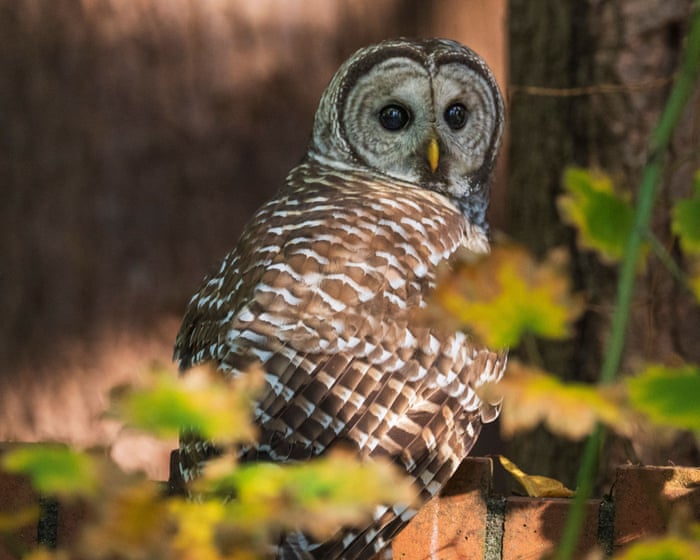 Senate declines to halt plan to kill off half-million barred owls by Fish and Wildlife Service