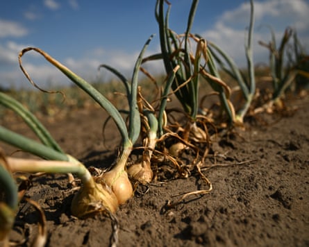 Onion bulbs with yellowing and partially dried leaves in a field