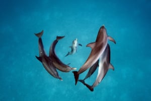 Spotted dolphins in the waters around Bimini in the Bahamas