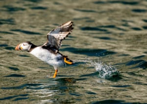 A puffin skips across the surface of the sea