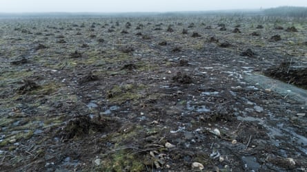 A clearcut forest in Finland, with muddy ground and scattered piles of tree roots.