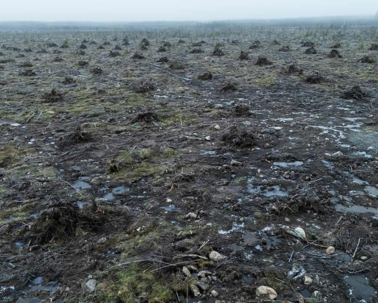 A clear-ut forest in Otanmäki, Finland, shows muddy ground, tree stumps and puddles under misty skies