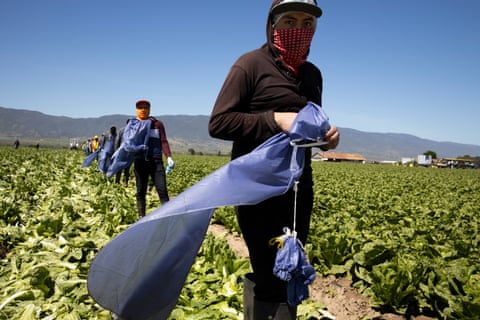 A long line of people wearing long sleeves and face coverings stand in a rows of low green plants, with hills in the distance under a blue sky.