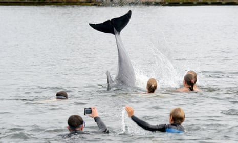 A swimmer takes a picture of the dolphin near Kiel