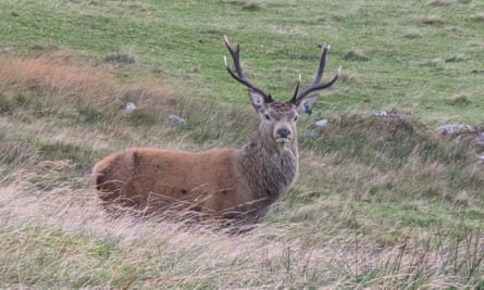 Red deer stag on Rum