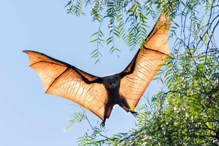Bairnsdale S Bat Battle Photo Essay Environment The Guardian