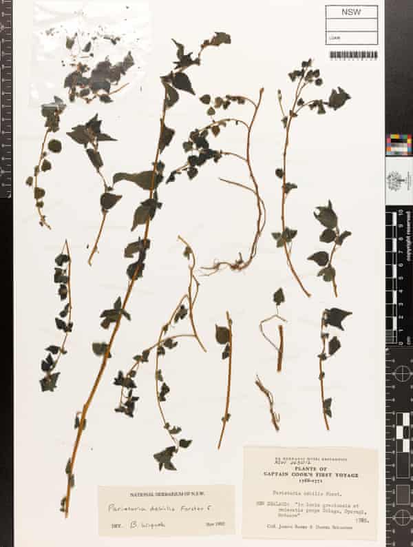 Parietaria debilis collected by Joseph Banks and Daniel Soldander