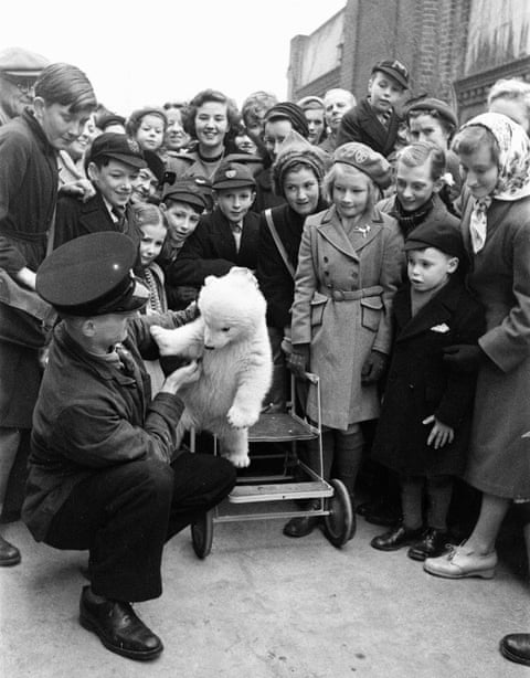 Polar bears are back in Britain. But should they really be living here? Brumas, the first baby polar bear to be successfully reared in the UK, is taken for an outing at London Zoo in 1950.Photograph: Mirrorpix/Getty Images