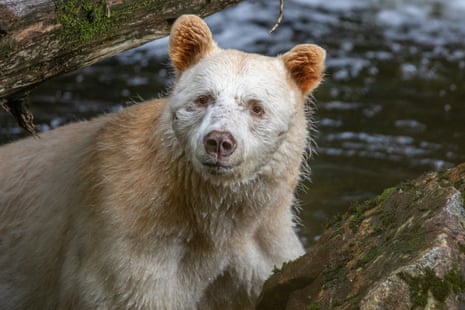A spirit bear in British Columbia. A recent study revealed that the white bear is rarer and more vulnerable than previously thought.
