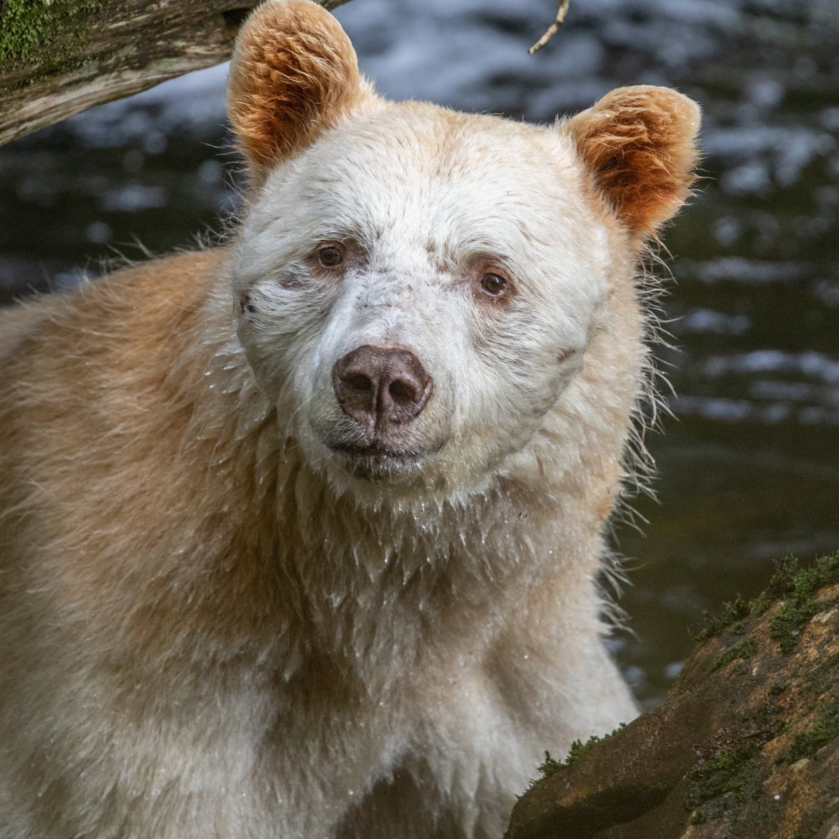 Long kept secret, Canada's ghostly spirit bears are even rarer than thought | Environment | The Guardian